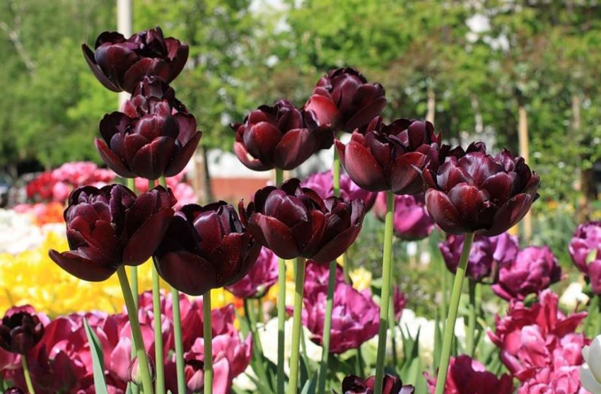 Тюльпани Black Hero Тюльпани Black Hero