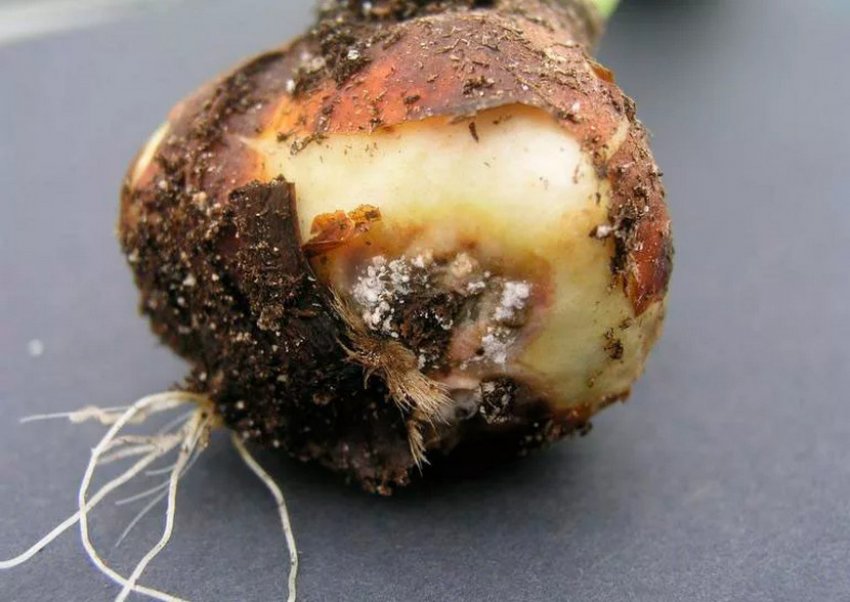 Фузаріоз тюльпанів