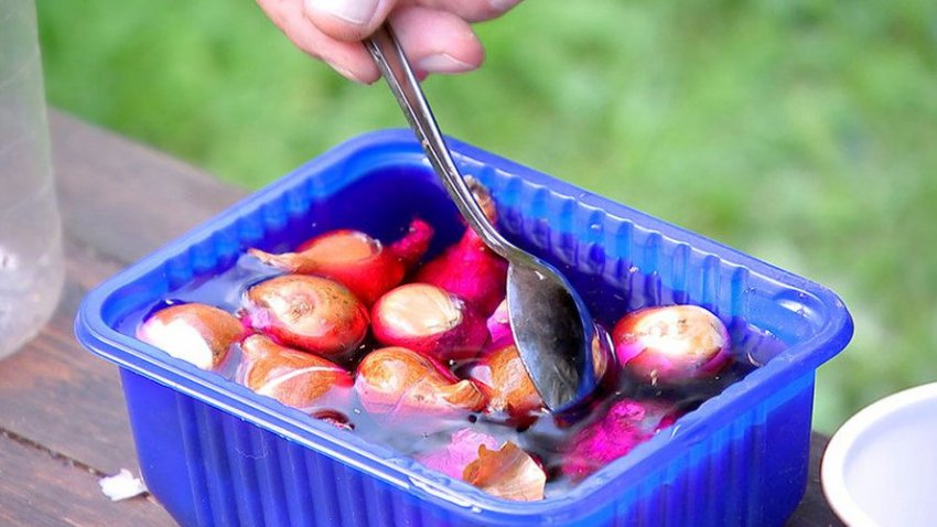 Обробка цибулин перед посадкою Обробка цибулин перед посадкою