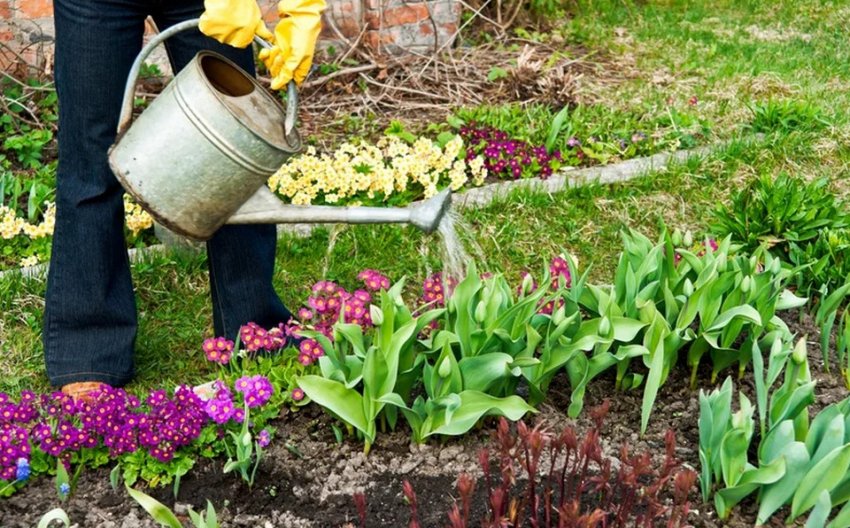 Полив тюльпанів Полив тюльпанів