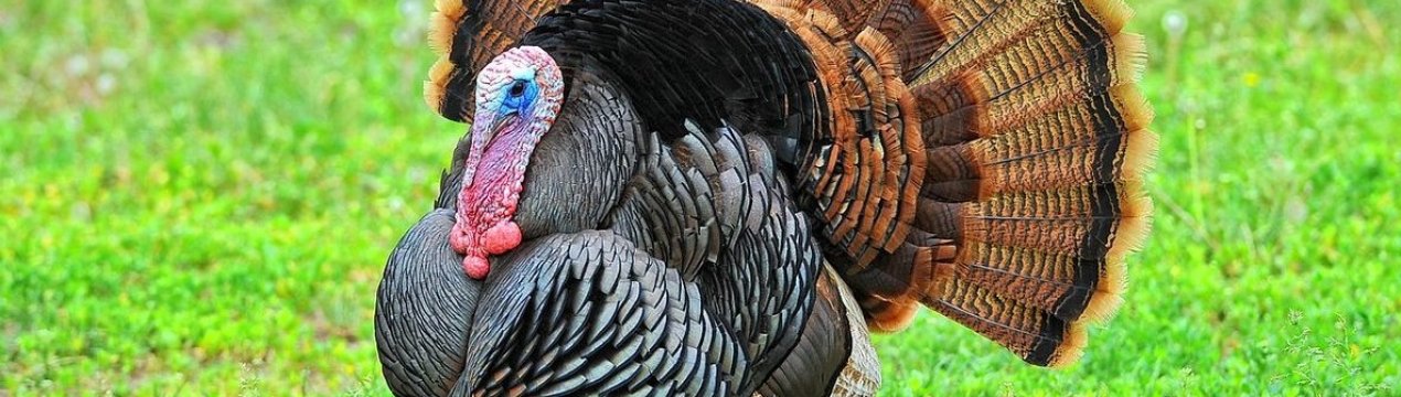 Сумські птахівники відмовляються від застосування антибіотиків