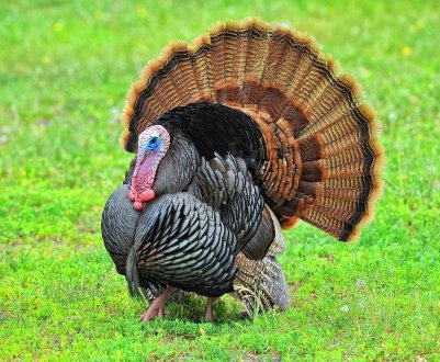 Сумські птахівники відмовляються від застосування антибіотиків