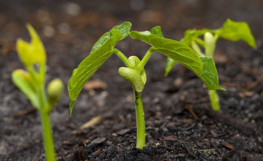 Американська компанія Element Farms відкриває теплицю площею 21 000 м2