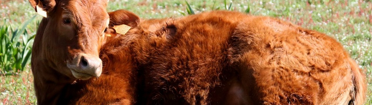 Корівки Татарстану отримують ДНК-паспорта