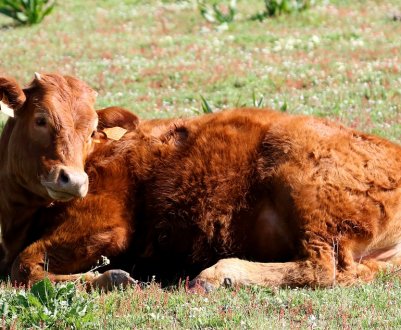 Корівки Татарстану отримують ДНК-паспорта 