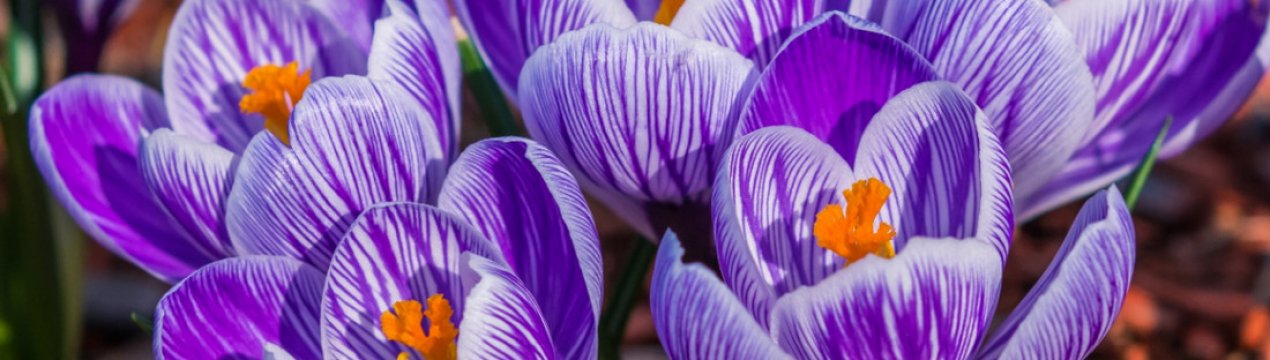 Вирощування крокусів і догляд за ними: шафран як бізнес — за і проти