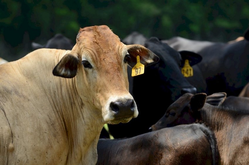 Корівки Татарстану отримують ДНК-паспорти