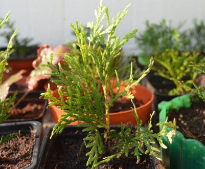 Розмноження та вирощування з насіння туї