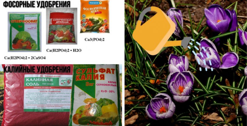 Полив і підгодівля крокусів