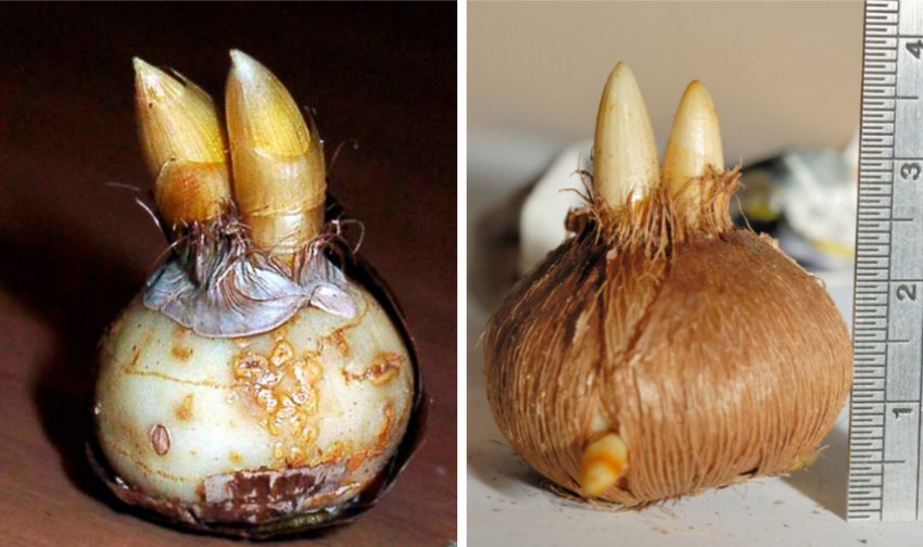 Хвора і здорова цибулини крокусів