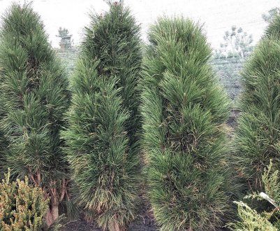 Особливості сосни Грін Тауер