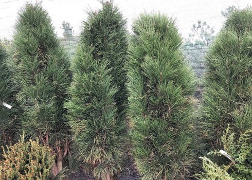 Особенности сосны Грин Тауэр