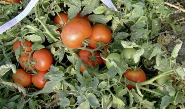 плесень на помидорах в теплице чем обработать
