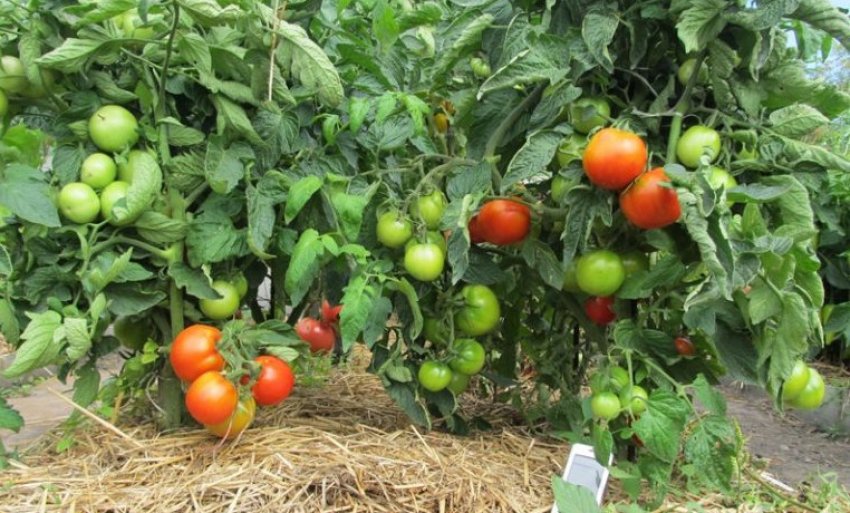 Томат «Персей»