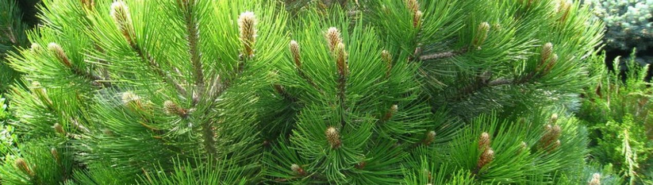 Опис і догляд за сосною белокорой Компакт Джем