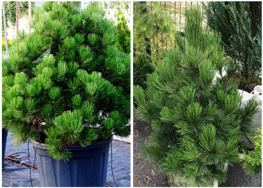 Сосна Компакт Джем