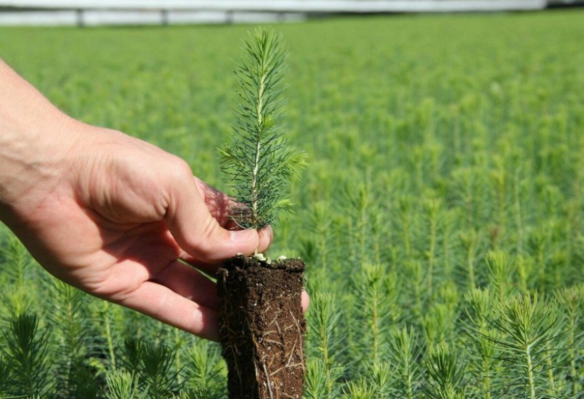 Посадка саджанця сосни