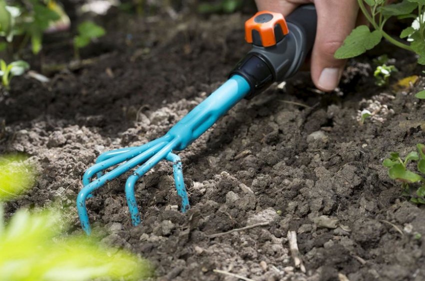 Очищення і розпушування землі навколо дерева