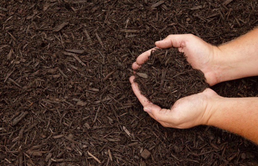 Мульчування торфом