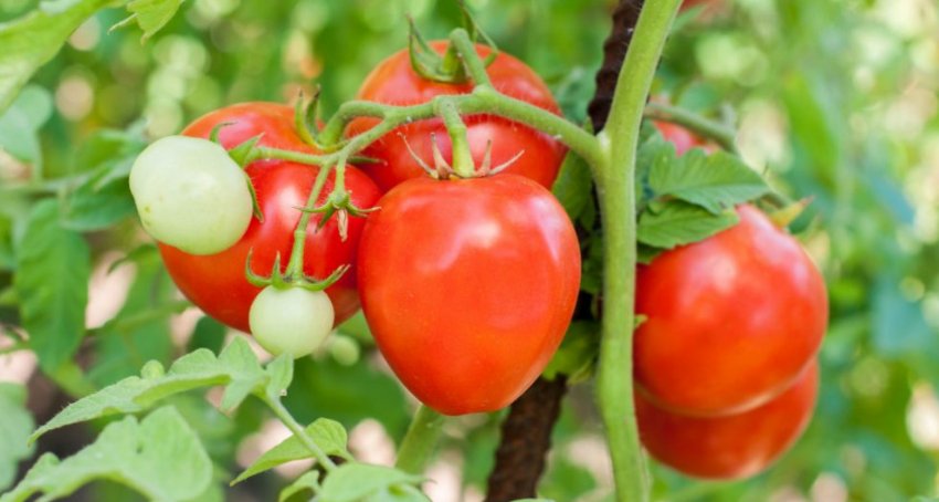 Томат «Ледащо»