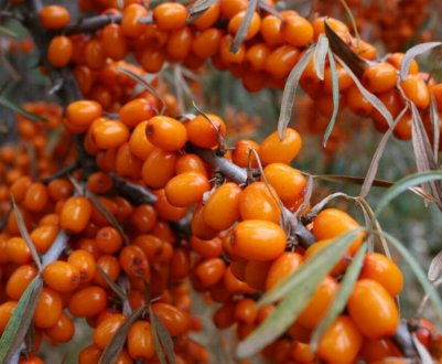 Найпопулярніші сорти обліпихи без колючок