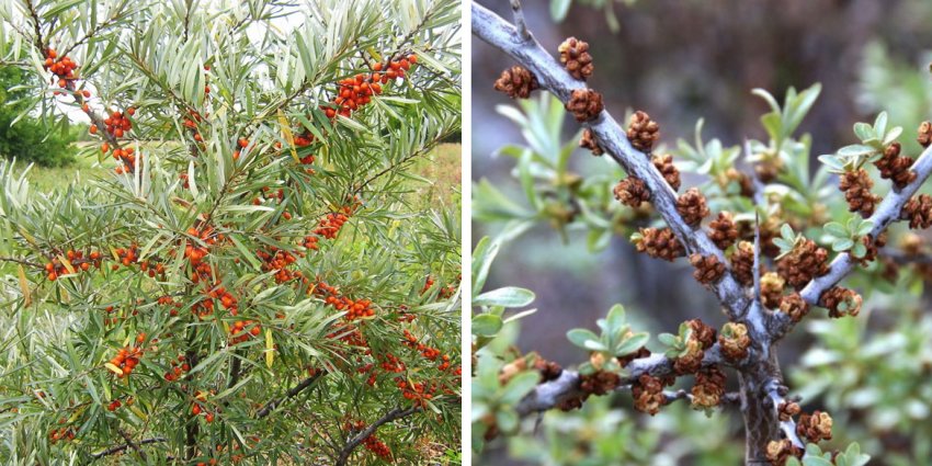 Обліпиха Обліпиха