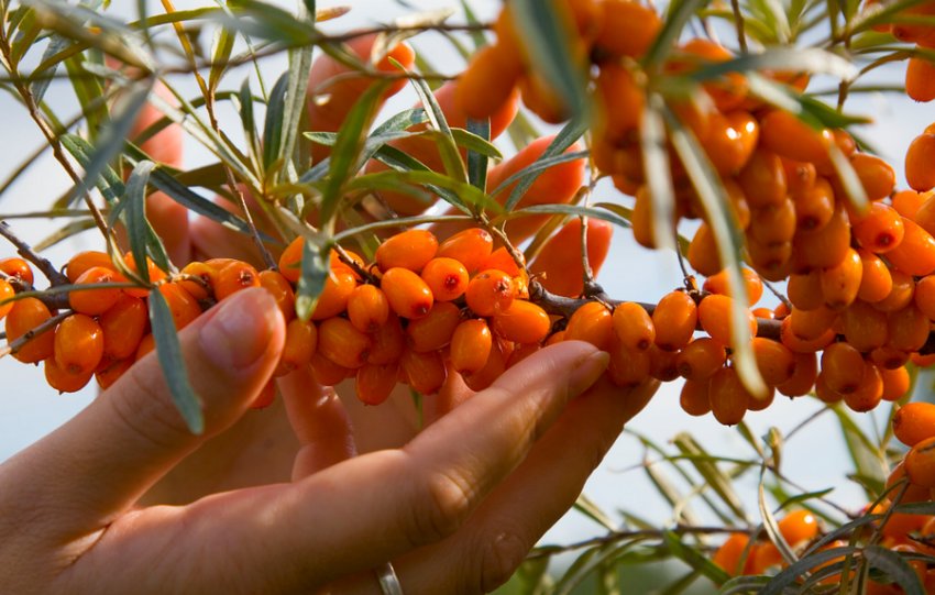 Обліпиха Обліпиха