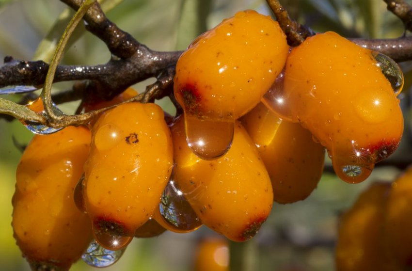 Сонячна обліпиха Сонячна обліпиха