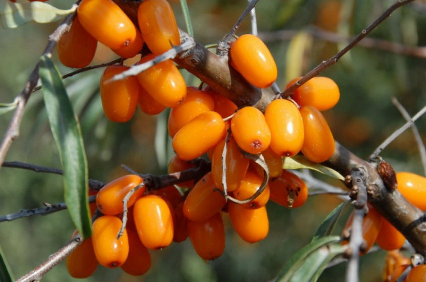 Алтайська Обліпиха Алтайська Обліпиха