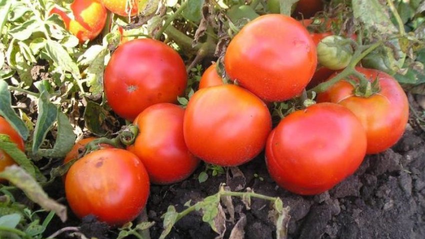 Томат «Карлсон»