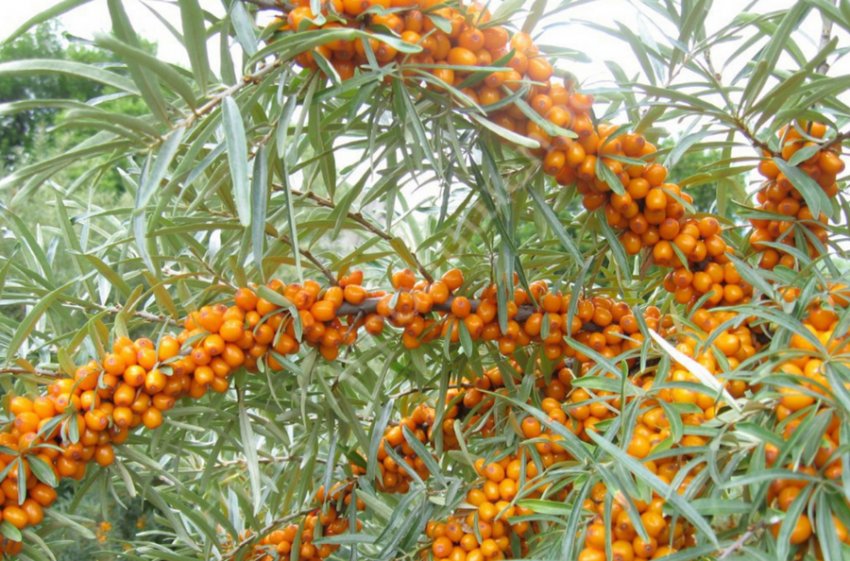 Обліпиха Ботанічна аматорська Обліпиха Ботанічна аматорська