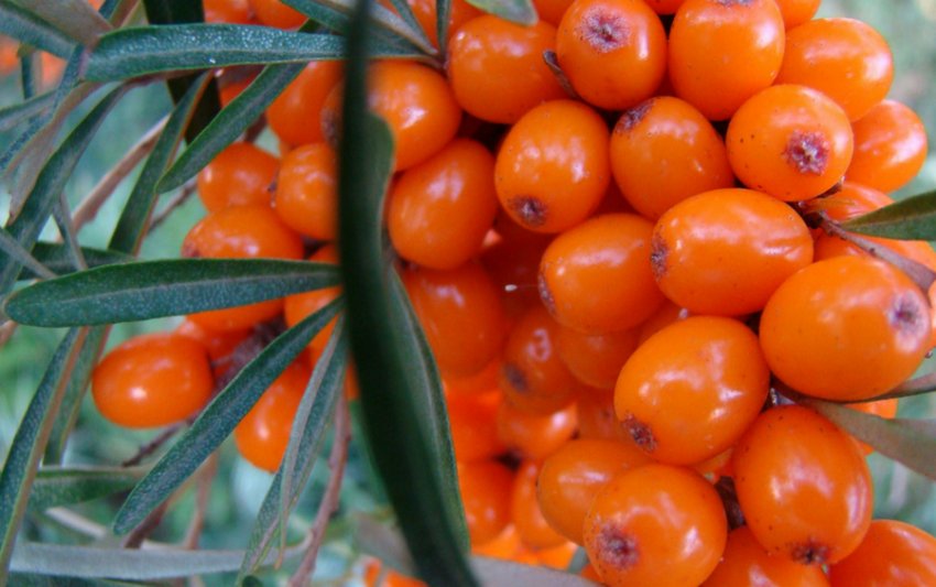 Обліпиха Подруга Обліпиха Подруга