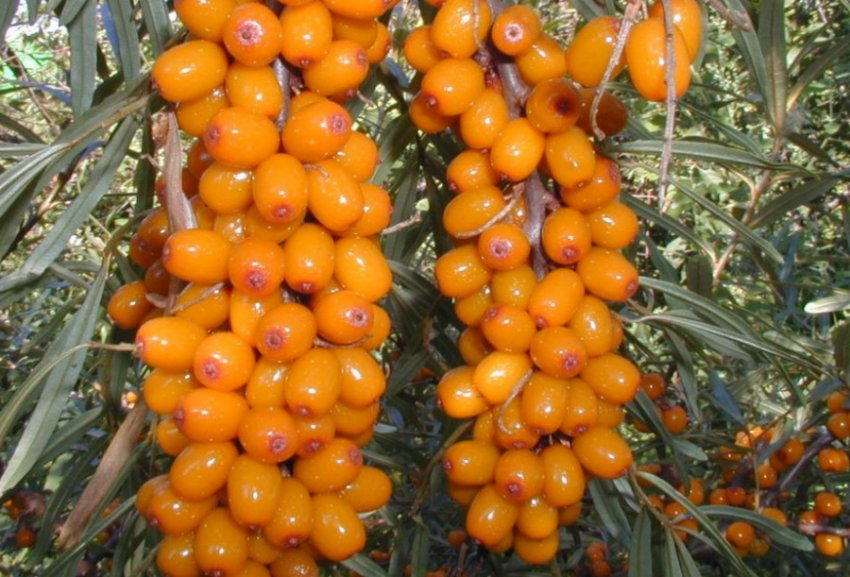 Обліпиха Московська ананасна Обліпиха Московська ананасна