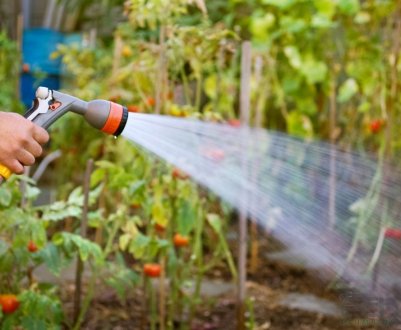 Які добрива, і як правильно їх використовувати для підживлення помідорів в теплиці?