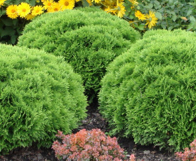 Карликові сорти туї