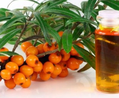 Приготування олії обліпихи своїми руками