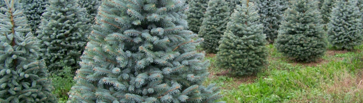 Особливості блакитний їли сорти Blue Diamond (Блю Даймонд)