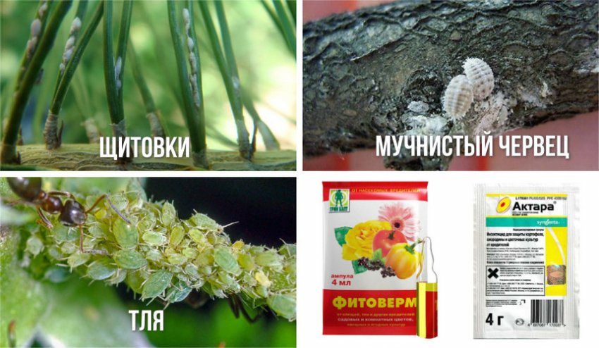 Препарати для боротьби з шкідниками сосни Препарати для боротьби з шкідниками сосни