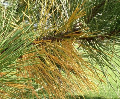 Сосна пожовтіла і втрачає голки: причини, що робити