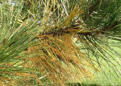 Сосна пожелтела и теряет иголки: причины, что делать