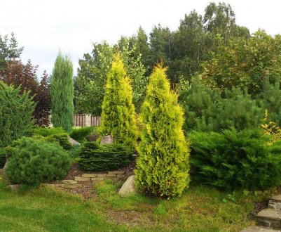 Туя західна сорти Єллоу Ріббон