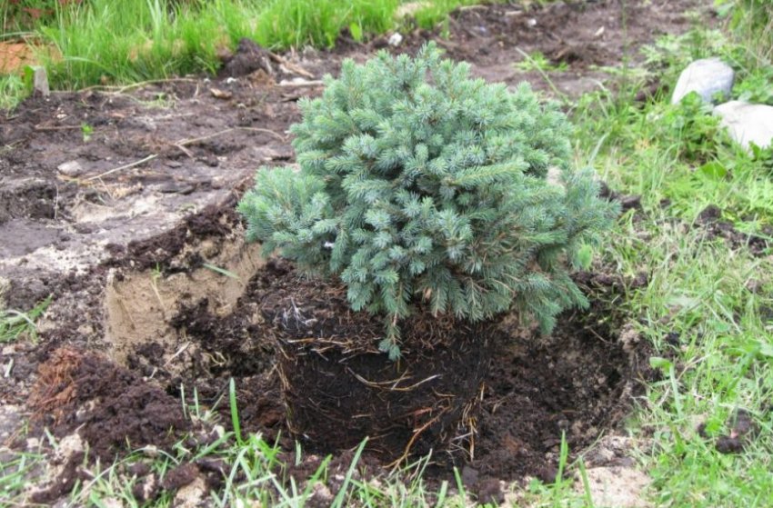 Посадка їли Посадка їли