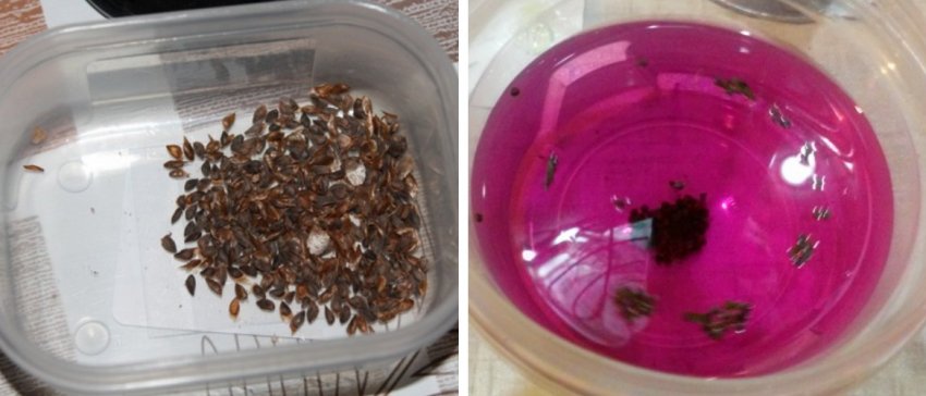 Обробка насіння ялини Обробка насіння ялини