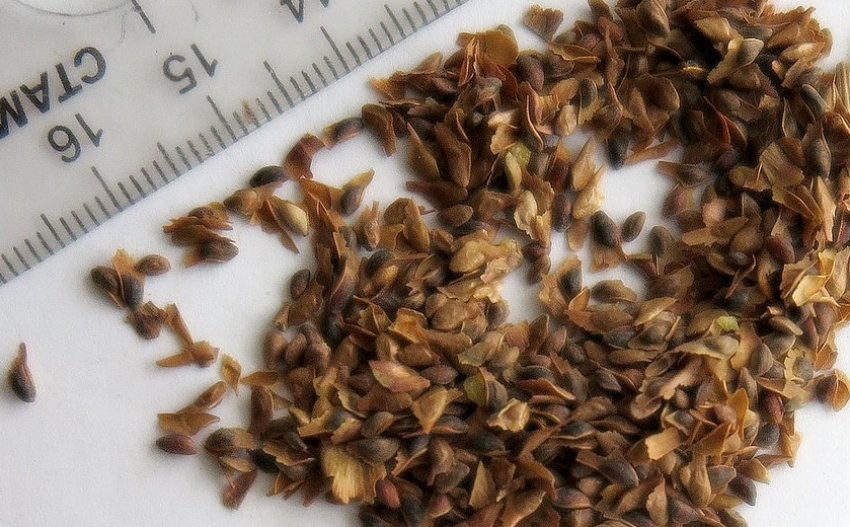 Насіння ялини Насіння ялини