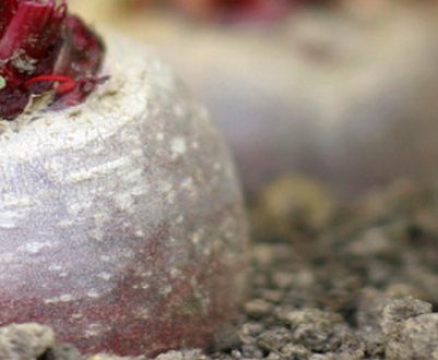 Навіщо і як правильно поливати буряк сіллю