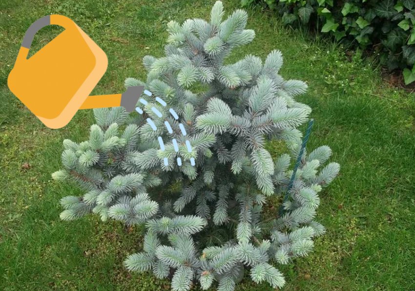 Полив їли Полив їли