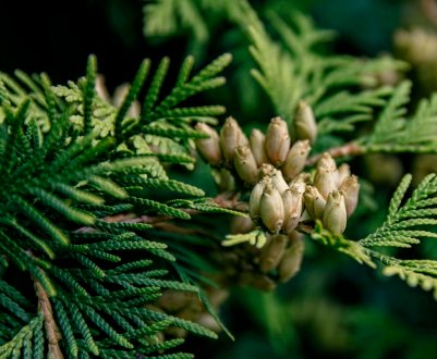 Що робити, якщо на туї з'являються шишки