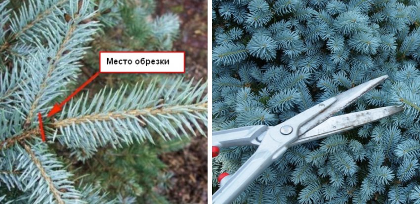 Обрізка їли Обрізка їли