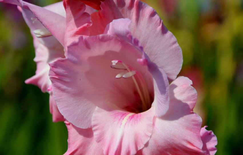 Гладіолуси міняю колір