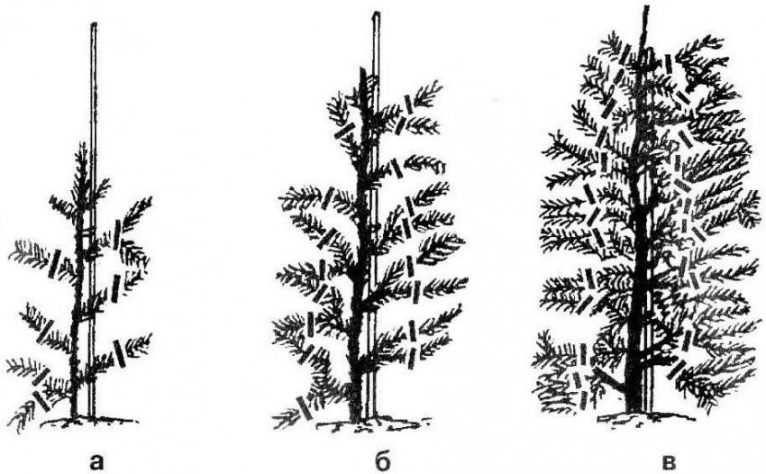 Обрізка і формування їли Обрізка і формування їли
